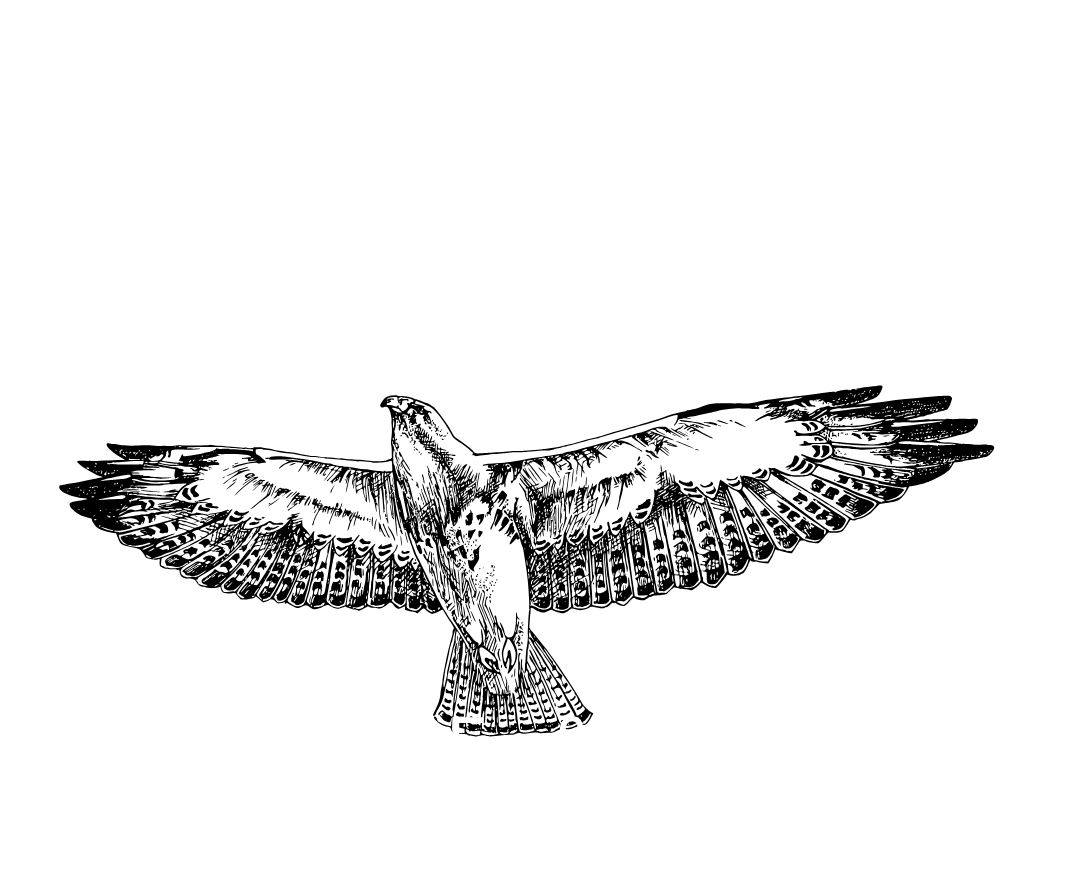 Shane Hawk Website Header